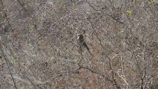 Redbacked Shrike Обыкновенный Жулан Αετομάχος Lanius collurio [upl. by Ainiger301]