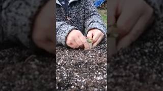 Cutworms Protect Your Plants [upl. by Dulcie]