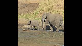 Ah… quand on a la chance d’assister au bain des éléphants [upl. by Ainex]