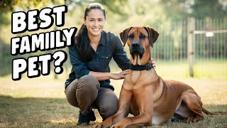 Whats It Like Having a RHODESIAN RIDGEBACK as a Pet [upl. by Aoh901]