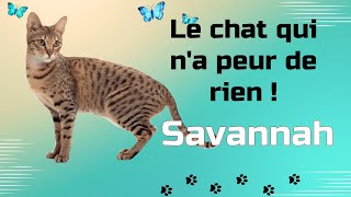 Le Savannah  Un chat sauvage apprivoisé [upl. by Rame]