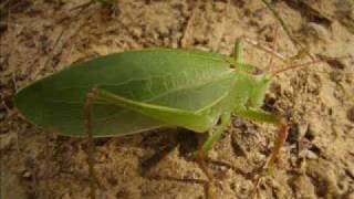 Katydids sounds by the 100s [upl. by Dunn499]