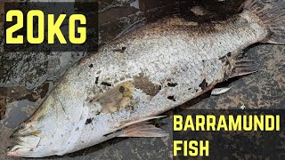 giant size barramundi fish fish auction in malpe Harbour fishing fish cutting fish market [upl. by Clive884]