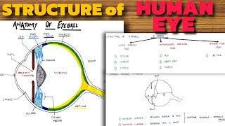 Structure of Human Eye  Anatomy of Eyeball  Eye Anatomy [upl. by Aicire828]