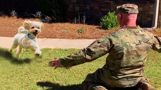 Most Heartwarming Dogs Reunions with Their Owners That Will Melt Your Heart ❤️ [upl. by Lou697]