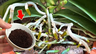 Just Coffee Suddenly Weak Orchid Grows 1001 Roots And Blooms Super Flower [upl. by Standush]