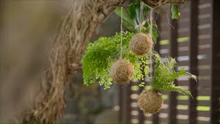 How to Make a Kokedama Tutorial  Mitre 10 Easy As Garden [upl. by Draude431]