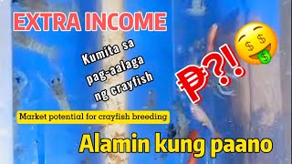 EARN FROM CRAYFISH BREEDING  PAANO KUMITA SA CRAYFISH BREEDING  ARCUATICS [upl. by Gayle462]