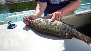 Fizzing smallmouth bass the proper way [upl. by Ydnolem]