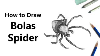 How to Draw a Bolas Spider with Pencils Time Lapse [upl. by Townsend944]