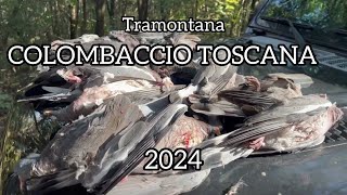 Caccia al Colombaccio  TOSCANA 2024 [upl. by Atnauqal]