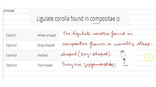 Ligulate corolla found in compositae is [upl. by Randi201]