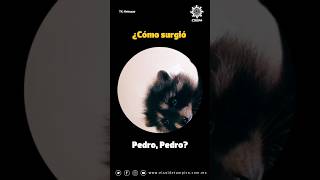 ¿Cuál es el origen de Pedro La canción que acompaña a un tierno mapache 🦝💃 pedropedropedro viral [upl. by Nivrehs586]