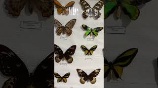 Unique Collection of Beautiful Swallowtails Papilionidae fr Tropics Nat History Museum Kyiv Ukraine [upl. by Muldon444]