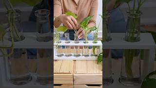 Plants You Didn’t Know Grow From a Leaf shorts [upl. by Akenn]