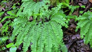 Spring Hike on Meigs Creek Trail 5 07 24 [upl. by Aicram]