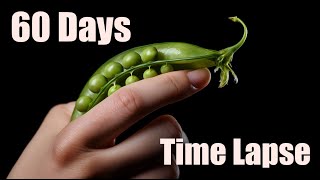 Growing Peas from Pea 🌱 Plant Time Lapse [upl. by Meli]