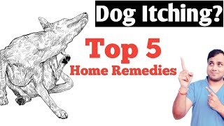 Dog ItchingAllergies  Top 5 Home Remedies [upl. by Enelhtac]