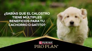 Pro Plan® La nutrición más avanzada para su máximo desarrollo [upl. by Attiuqram]