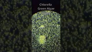 Chlorella Green Algaeinteresting science biology algae microscope viral shorts short [upl. by Arehsat]