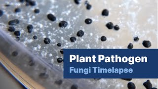 Plant Pathogen Fungi Timelapse [upl. by Fuld]