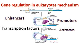 Gene regulation in Eukaryotes Promoters  Transcription factors  Enhancers Genetics for beginners [upl. by Uy331]