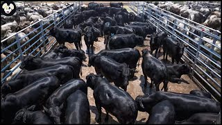 How Do American Farmers Raise 6 Million Angus Cows  Farming Documentary [upl. by Ttenaej]