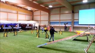 Bouvier des flandres agility [upl. by Ttocs836]