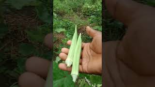 New technique for growing okra plant seeds farming plants okra seedsector sowingseeds [upl. by Candide]