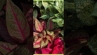 aglaonema plant care aglaonemaplant leafyplant indoorplant plantinfo [upl. by Marrilee]