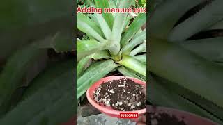 Growing Ananas at home in a cooking pot and care  Ananas comosus pineapple shorts ytshorts [upl. by Tamanaha]