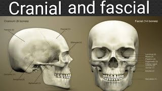 Cranial and fascial bones 3D anatomy  Pnemonics for cranial and fascial bones [upl. by Hoffert590]