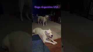 Dogo Argentino Dog demands Interaction [upl. by Irab]