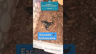 Escorpión 🦂 Fosforescente increíble [upl. by Douty586]