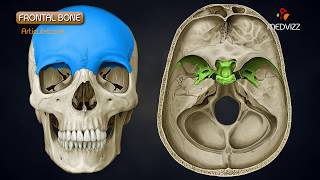 Anatomy of Frontal Bone  Animated Osteology  MBBS 1st year [upl. by Nolek]