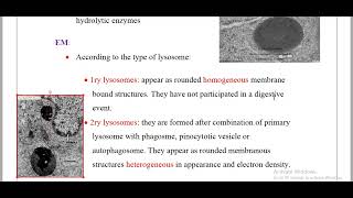 lysosomeamp Peroxisomes Histology [upl. by Aicittel373]