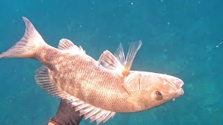 spearfishing cubera snapper barracudas groupers and more [upl. by Sells295]