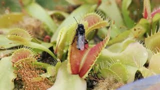 how do insectivorous plants digest insects USA venus fly trap in usa [upl. by East319]