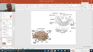 HISTOLOGY 3  GOLGI APP LYSOSOMES amp PEROXISOMES  BY D SAAD ELSHAFEY [upl. by Bonnell]