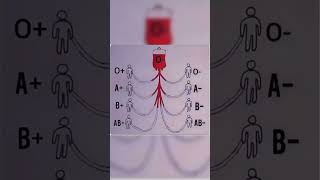 Blood group match chart shorts knowledge fact life [upl. by Llyrpa771]