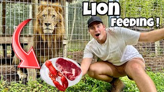 FEEDING LION PRIDE STEAK AND LOBSTER DINNER  WILL THEY LIKE IT [upl. by Sang]