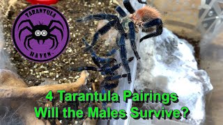 4 Tarantula Pairings Will the Males Survive [upl. by Ellasal]