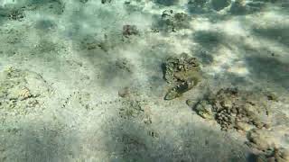 Snorkling Makadi bay20241115 water snake [upl. by Lauer]