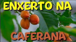 ENXERTO DE CAFERANA OU CEREJA SILVESTRE [upl. by Oech923]