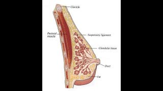 Physiologie de la lactation [upl. by Penrod200]