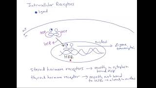 Schneid Guide to Intracellular Receptors [upl. by Gotthard]