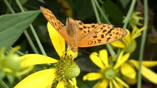 Eastern Silverstripe Butterfly Visits Golden Glow Flowers [upl. by Imuyam]