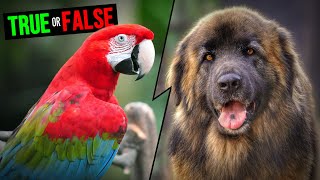 Green Winged Macaw Has A Bite Force Equal To A Leonberger shorts [upl. by Ybur671]