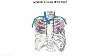 Introduction to the Cardiovascular System II  Lymphatic vessels and lymph nodes [upl. by Oirelav108]