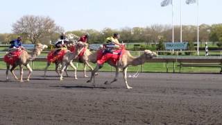 Camel Race at Arlington Park Racetrack [upl. by Derreg]